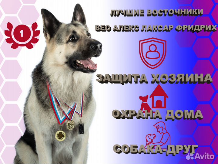Кобель для вязки вео