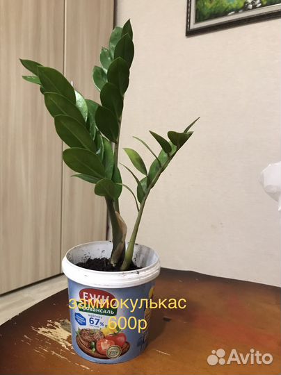 Замиокулькас. Драцена