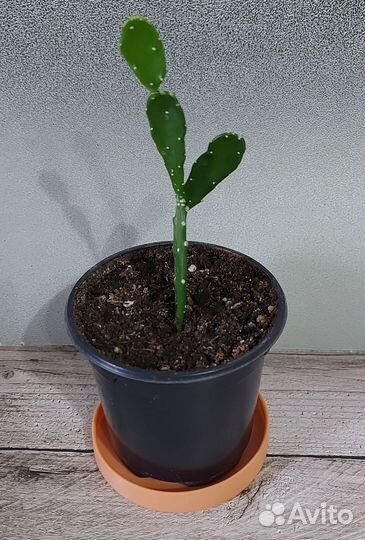 Комнатные растения (отростки)