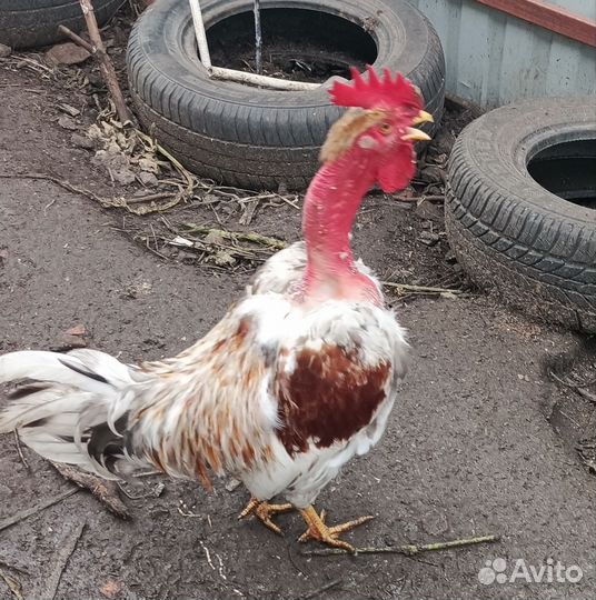Петух голошейки