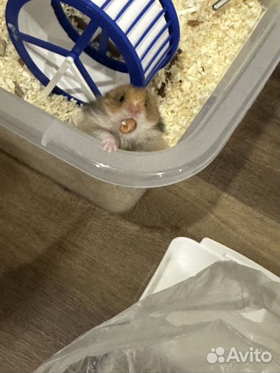 Сирийский хомяк бесплатно