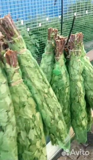 Березовые веники