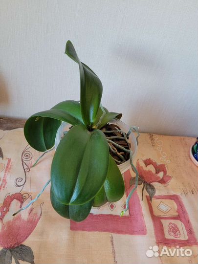 Орхидея фаленопсис