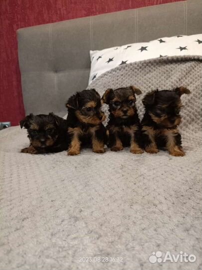 Йоркширский терьер