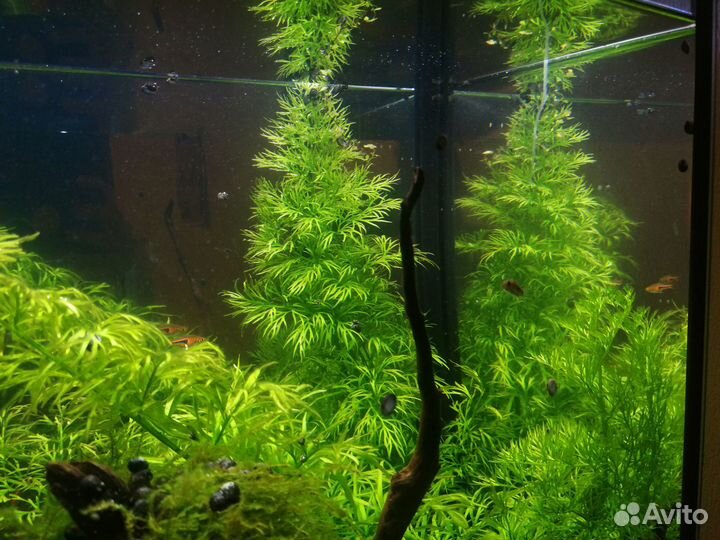 Аквариумные растения