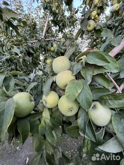 Яблоки семеренко