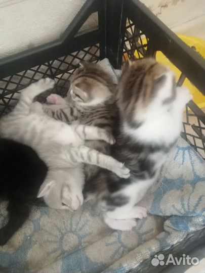 Котята в добрые руки