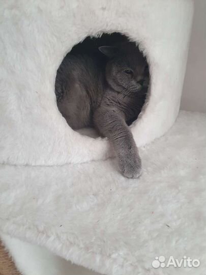 Британский кот вязка