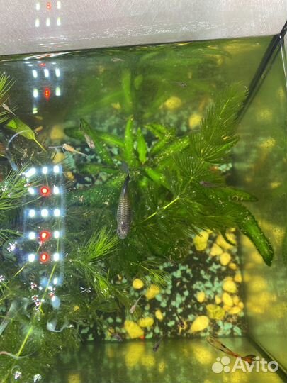 Аквариумные рыбки гуппи