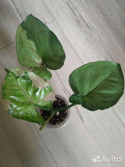 Сингониумы