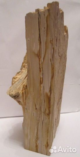 Окаменевшие дерево и коралл