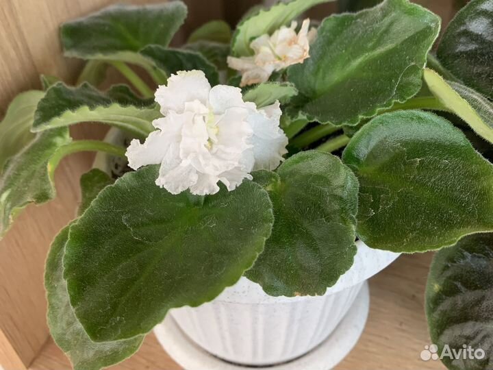 Фиалки цветущие в горшке