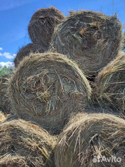 Продам сено в рулонах