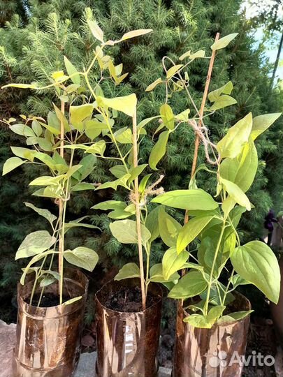 Клематис жгучий мелкоцветковый