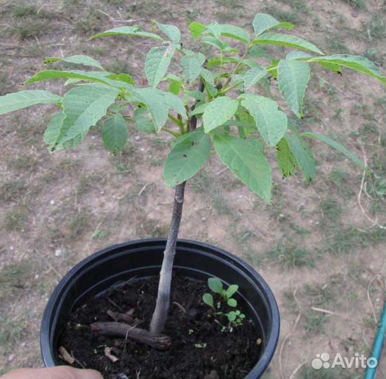 Грецкий орех Идеал(саженцы) и др.моростойкие сорта