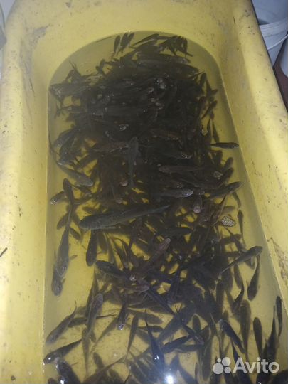 Рыба сазан, амур, карась малёк живец