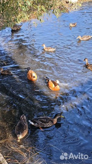 Дикие утки, и гуси Огоря