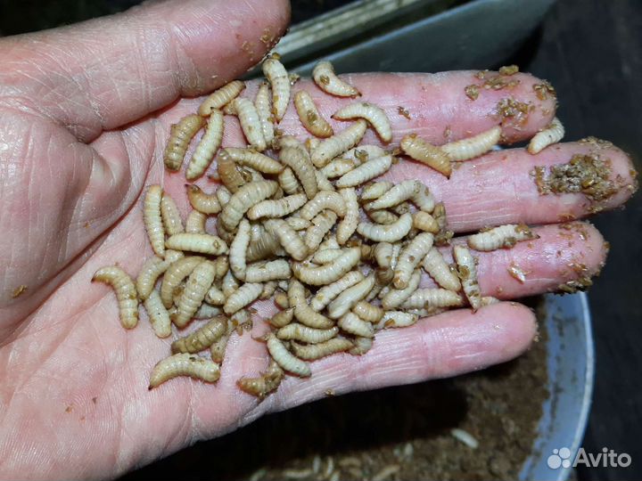 Яйцо, личинки, черной львинки