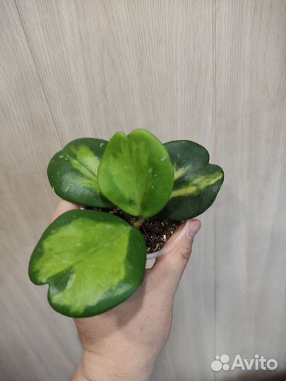 Хойя (3 сорта)