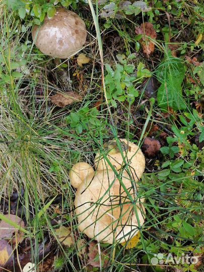 Грибы грузди свежие