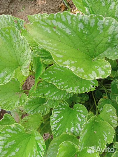 Брунера и другие многолетки