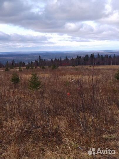 Охота и рыбалка