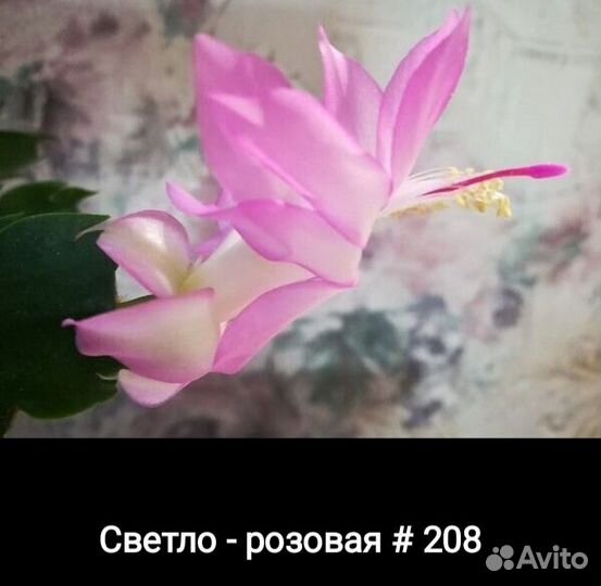 Декабрист сортовой