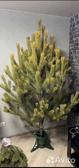 Сосна новогодняя живая