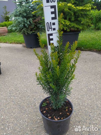 Тис ягодный