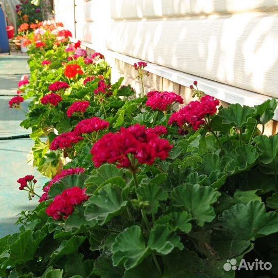 Пеларгония герань