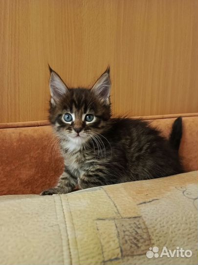 Котята мейн-кун