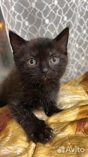 Вислоухие котята