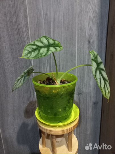 Алоказия silver dragon