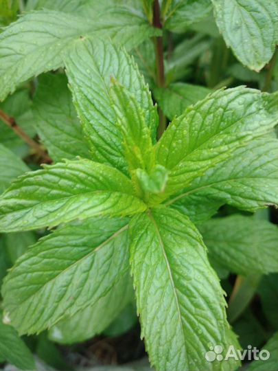 Мята перечная. посадочный материал