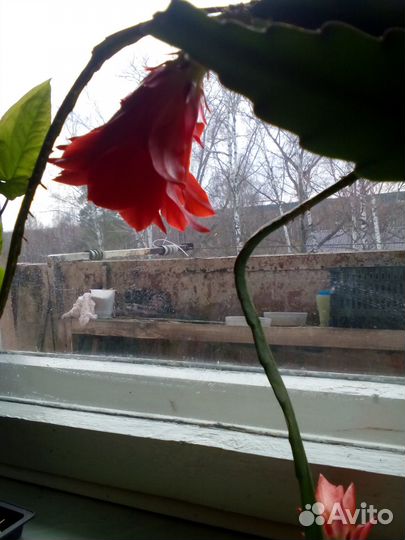 Продам цветы комнатные