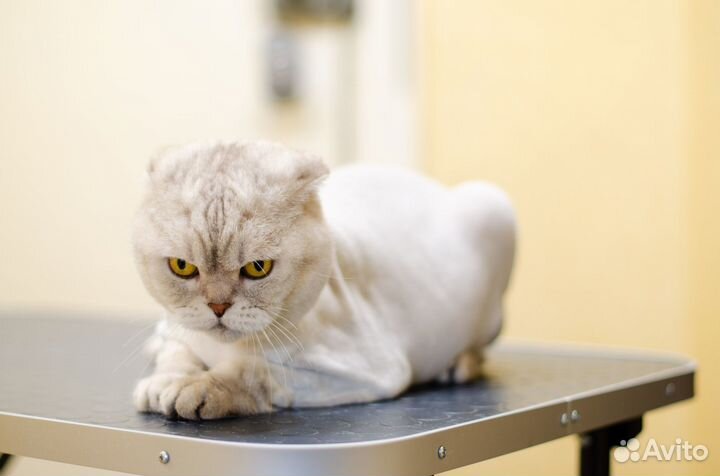 Стрижка собак и кошек (Втузгородок, Пионерский п.)