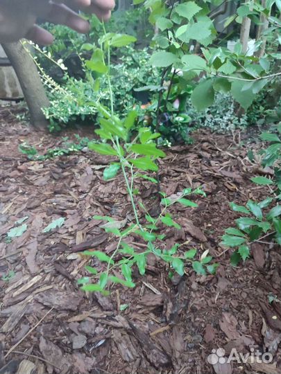 Саженцы унаби