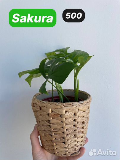 Монстера рафидофора