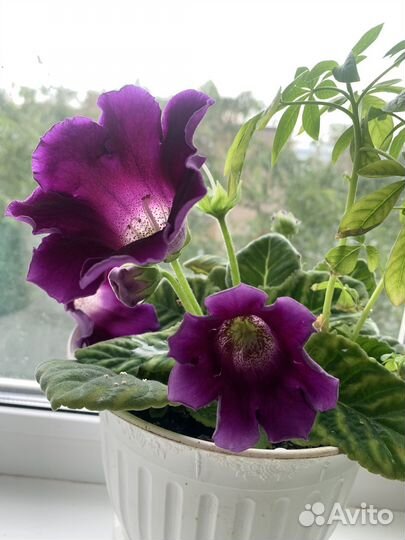 Глоксиния сортовая