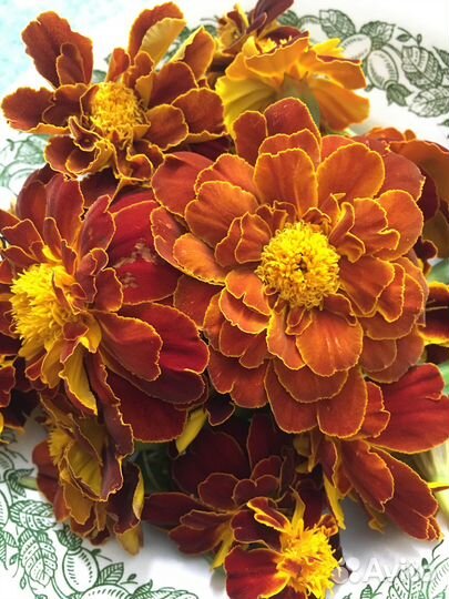 Картина, масло