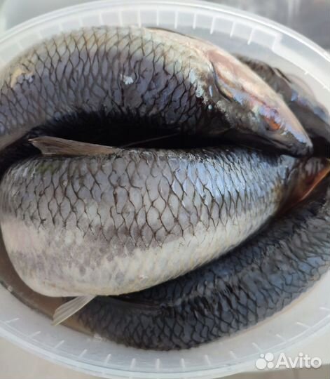 Рыба, копчёная, солёная