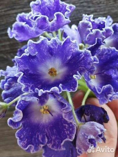 Дс-Сияющий Колокольчик -фиалка