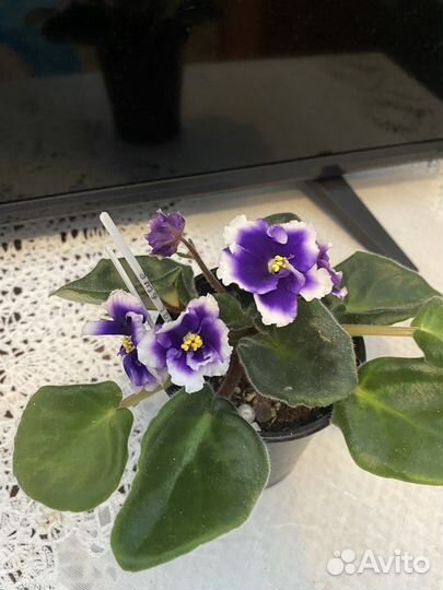 Фиалки и глоксинии