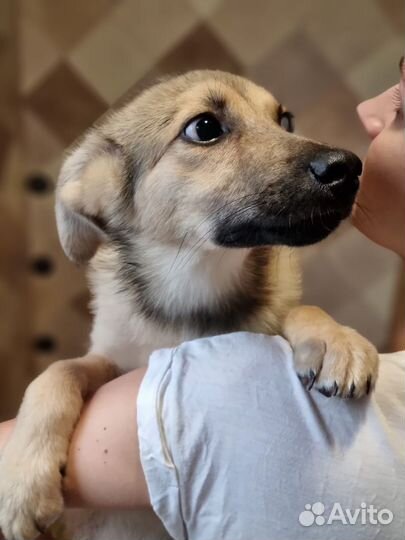 Щенок из приюта