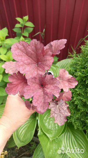 Гейхеры гибрибные