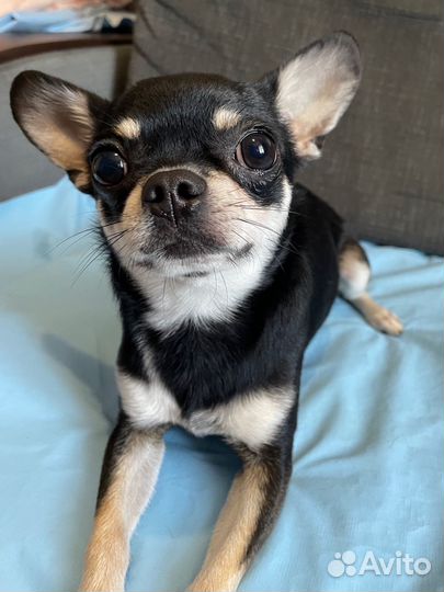 Вязка собак чихуахуа