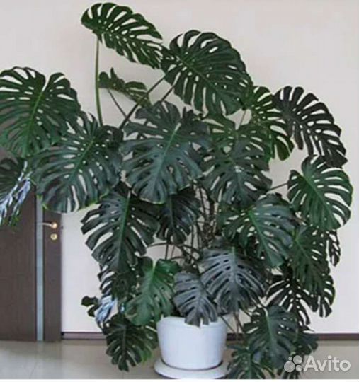 Monstera deliciosa Монстера - отростки