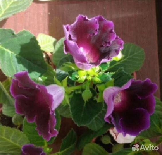 Глоксиния детки