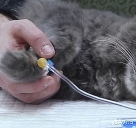 Ветеринарный врач с выездом