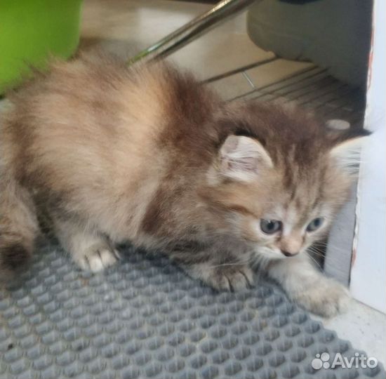 Котята пушистые